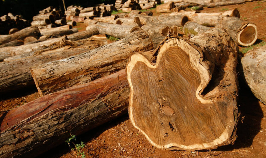 Dandeli Teak wood